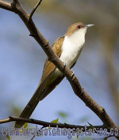 [:en]Bird Black-billed Cuckoo[:es]Ave Cuclillo Poquinegro[:] - Bird ...