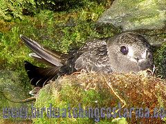 [:en]Bird Black Swift[:es]Ave Vencejo Negro[:] - Bird Watching Costa Rica