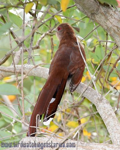 [:en]Bird Squirrel Cuckoo[:es]Ave Cuco Ardilla[:] - Bird Watching Costa ...