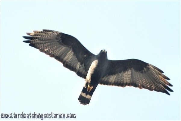 [:en]Bird Zone-tailed Hawk[:es]Ave Gavilán Colifajeado[:] - Bird ...