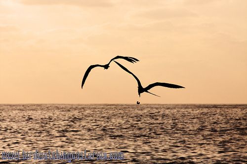 [:en]Bird Magnificent Frigatebird[:es]Ave Rabihorcado Magno, Tijereta ...