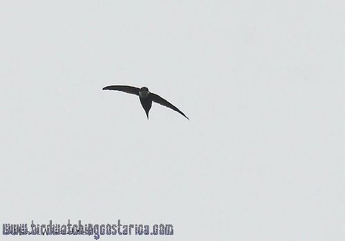 [:en]Bird Lesser Swallow-tailed Swift[:es]Ave Vencejo Tijereta Menor ...