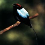 [:en]Bird Long-tailed Manakin[:es]Ave Saltarín Toledo[:]